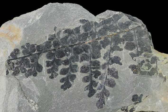 Pennsylvanian Fossil Fern (Sphenopteris) Plate - Kentucky #137740
